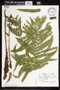 thumbnail image of current specimen
