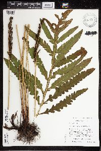 Thumbnail image of current specimen