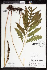 Thumbnail image of current specimen