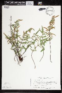 Media resource of Pellaea atropurpurea