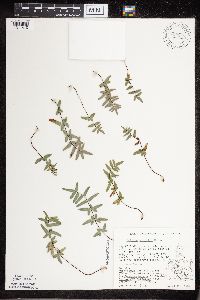 Pellaea glabella subsp. glabella image