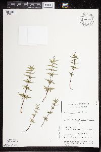 Pellaea glabella subsp. glabella image