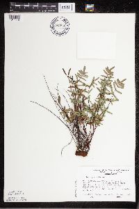 Pellaea glabella subsp. glabella image