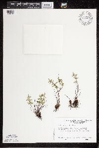 Pellaea glabella subsp. glabella image