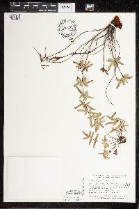 Pellaea glabella subsp. glabella image