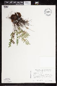 Pellaea glabella subsp. glabella image