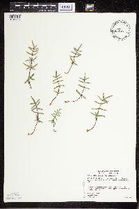 Pellaea glabella subsp. glabella image