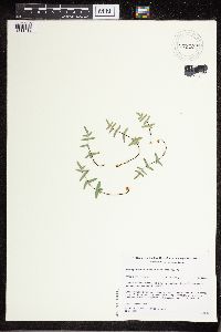 Pellaea glabella subsp. glabella image