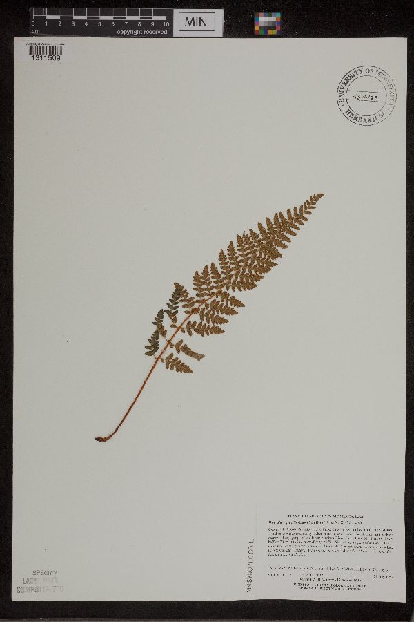Woodsia x gracilis image
