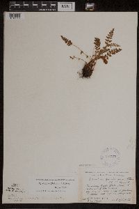 Woodsia x gracilis image