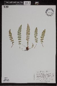 Woodsia x gracilis image