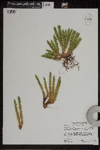 Huperzia selago image