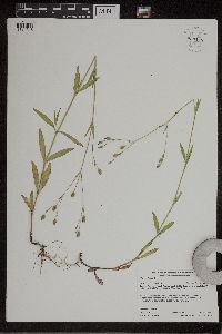 Silene antirrhina image