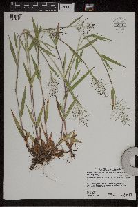 Dichanthelium lanuginosum image