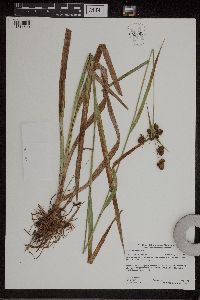 Scirpus atrovirens image