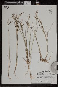 Juncus alpinoarticulatus image