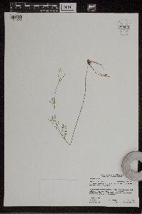 Cardamine pratensis image