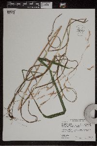 Bromus ciliatus image