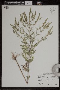 Ambrosia artemisiifolia image