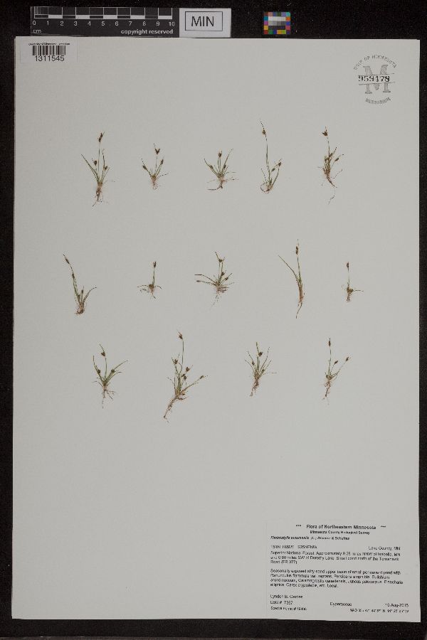 Fimbristylis image
