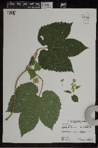 Humulus lupulus image
