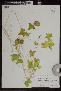 Echinocystis lobata image