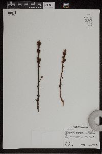 Monotropa hypopitys image