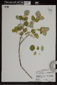 Symphoricarpos albus image