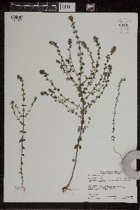 Euphrasia stricta image