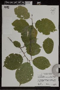 Prunus nigra image