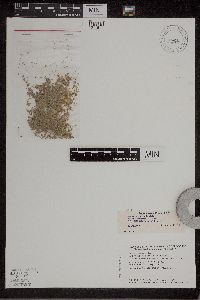 Media resource of Lemna obscura