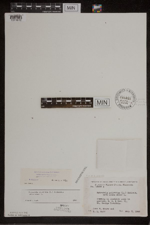 Spirodela polyrrhiza image