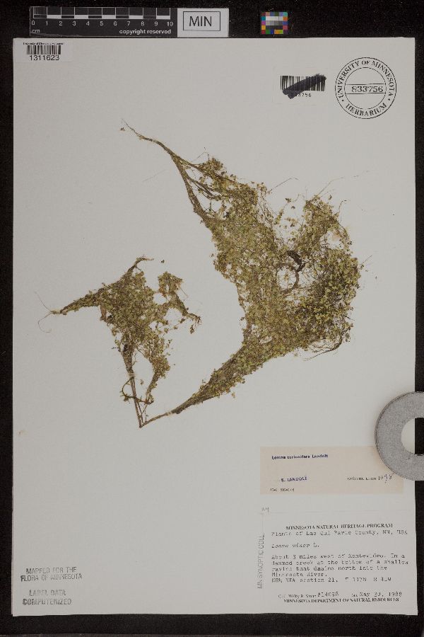 Lemna turionifera image