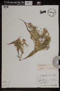 Image of Lemna turionifera