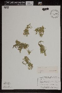 Lemna turionifera image