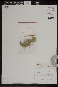 Lemna turionifera image