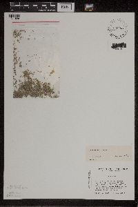 Lemna turionifera image