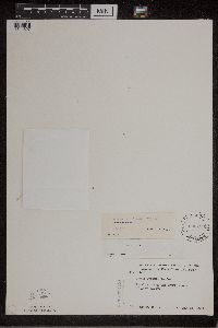 Lemna turionifera image