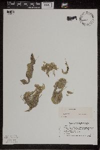 Lemna turionifera image