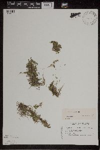 Lemna turionifera image