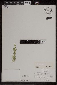 Lemna turionifera image