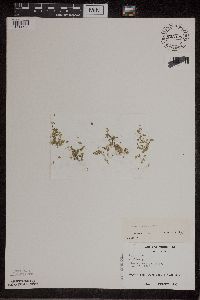 Lemna turionifera image