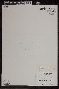 Lemna turionifera image