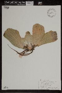 Pistia stratiotes image