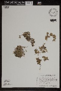 Spirodela polyrrhiza image