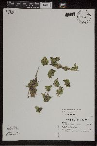 Spirodela polyrrhiza image