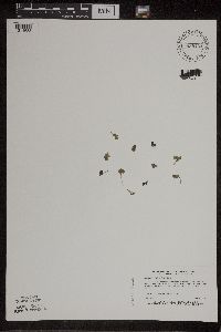 Spirodela polyrrhiza image