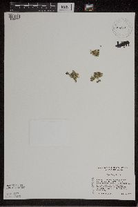 Spirodela polyrrhiza image