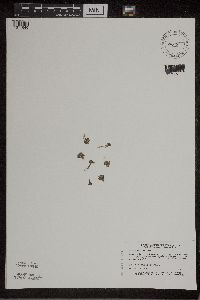 Spirodela polyrrhiza image