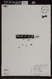 Spirodela polyrrhiza image